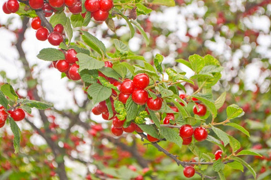 CHERRY TREE 'Nanking' --Prunus tomentosa--