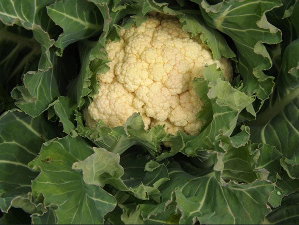 CAULIFLOWER 'Nash's All Year Round'