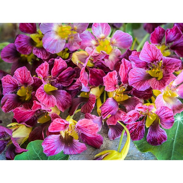 NASTURTIUM 'Purple Emperor' --Tropaeolum majus--