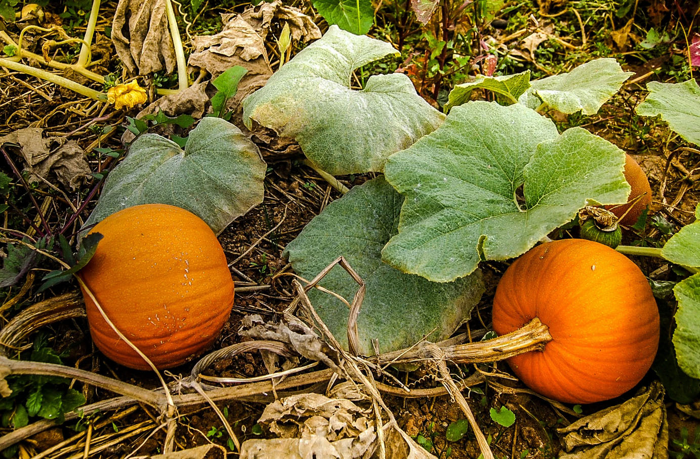 PUMPKIN 'New England Pie'