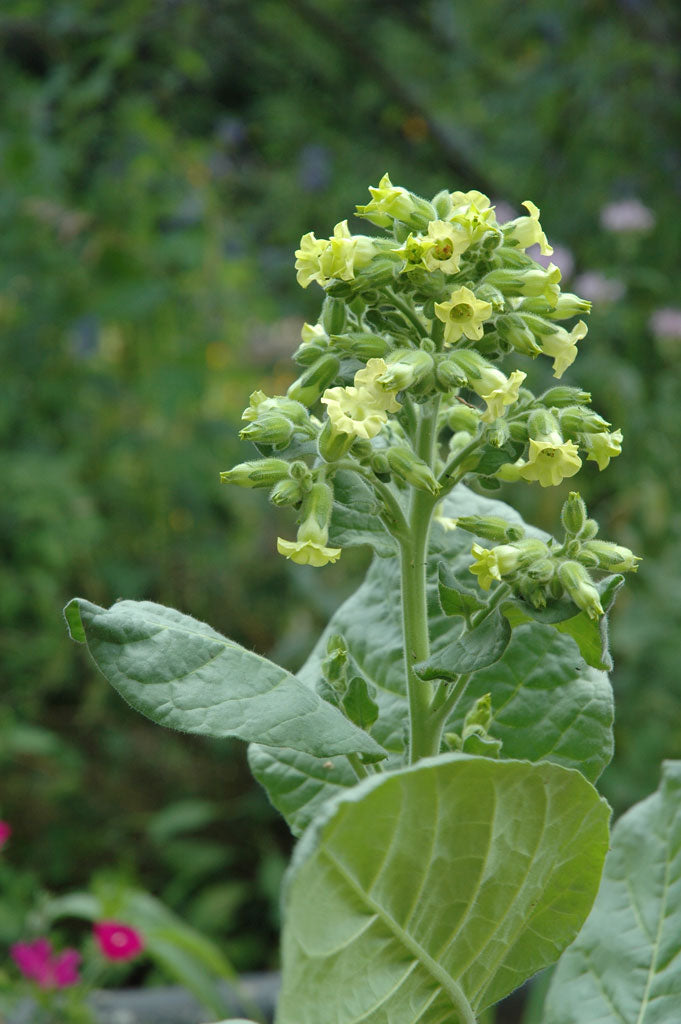 TOBACCO 'Rapa Nui' --Nicotiana rustica--