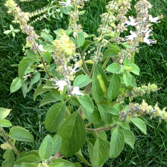 BASIL 'Camphor' --Ocimum kilimanscharicum--