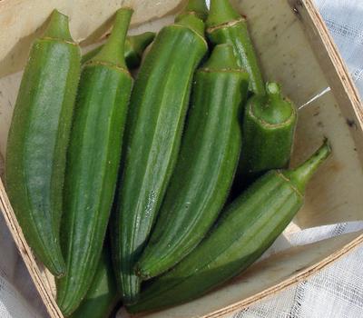 OKRA 'Gold Coast'