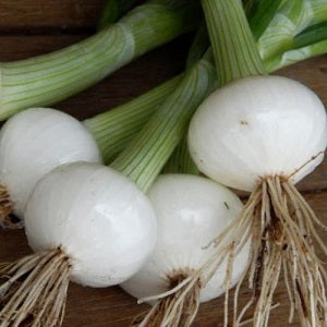 ONION 'Crystal White Wax' --Allium fistulosum--