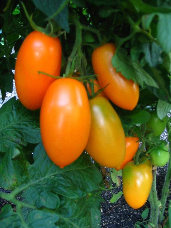 TOMATO 'Orange Banana'