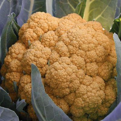 CAULIFLOWER 'Orange Burst'