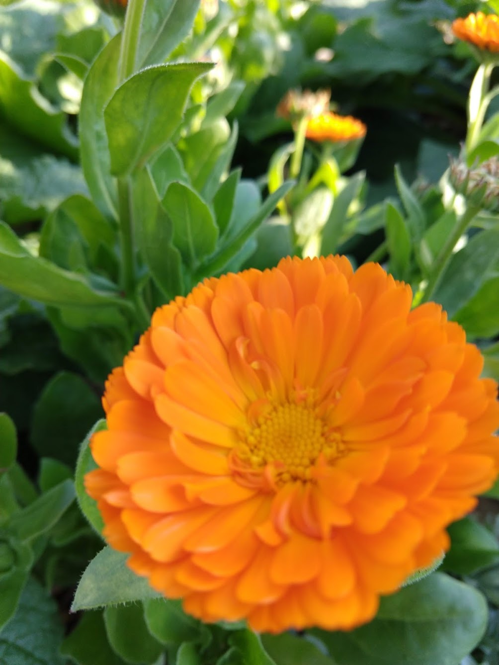 CALENDULA 'Orange' --Calendula officinalis--