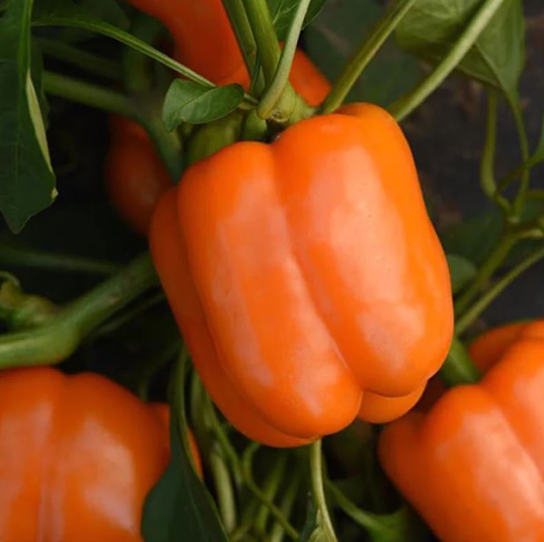 PEPPER 'Orange Sun Bell'