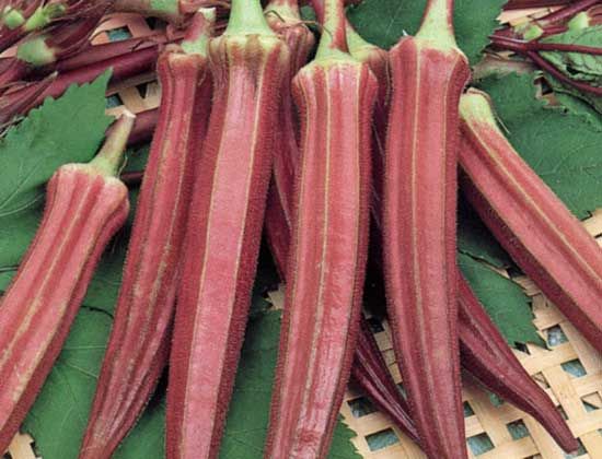 OKRA 'Red Burgundy'