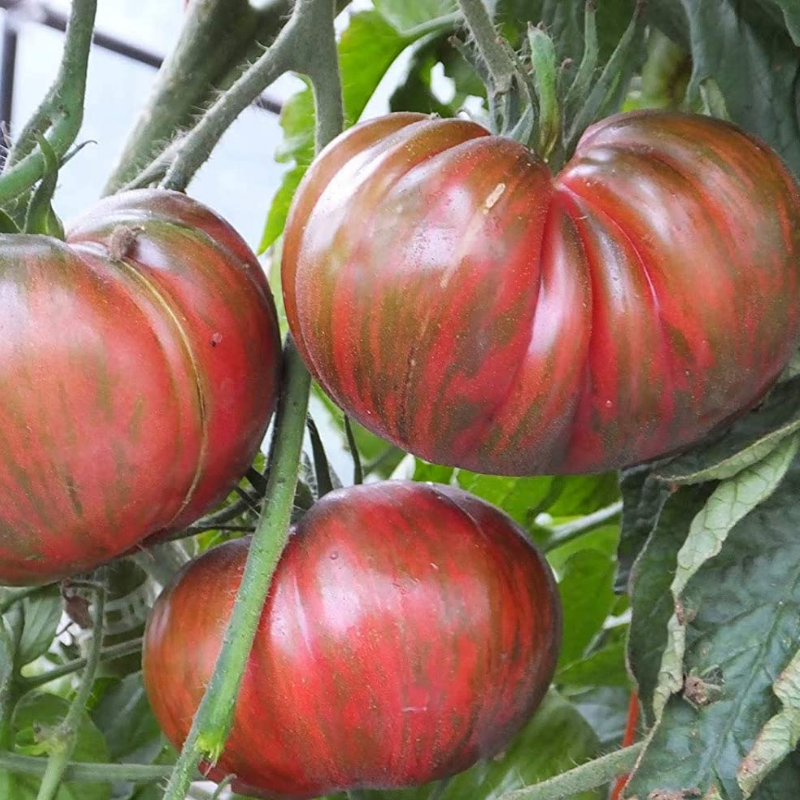TOMATO 'Pink Berkeley Tie-Dye'