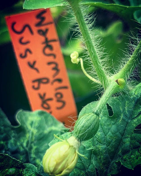 MELON 'Sugar Baby Watermelon'