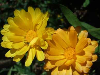 CALENDULA 'Resina' --Calendula officinalis--