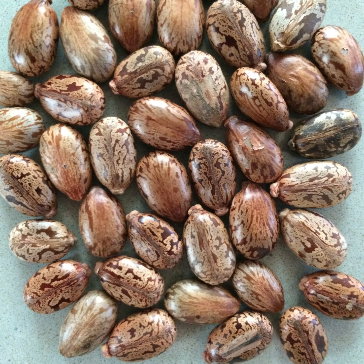 BEAN 'Agate Pinto'