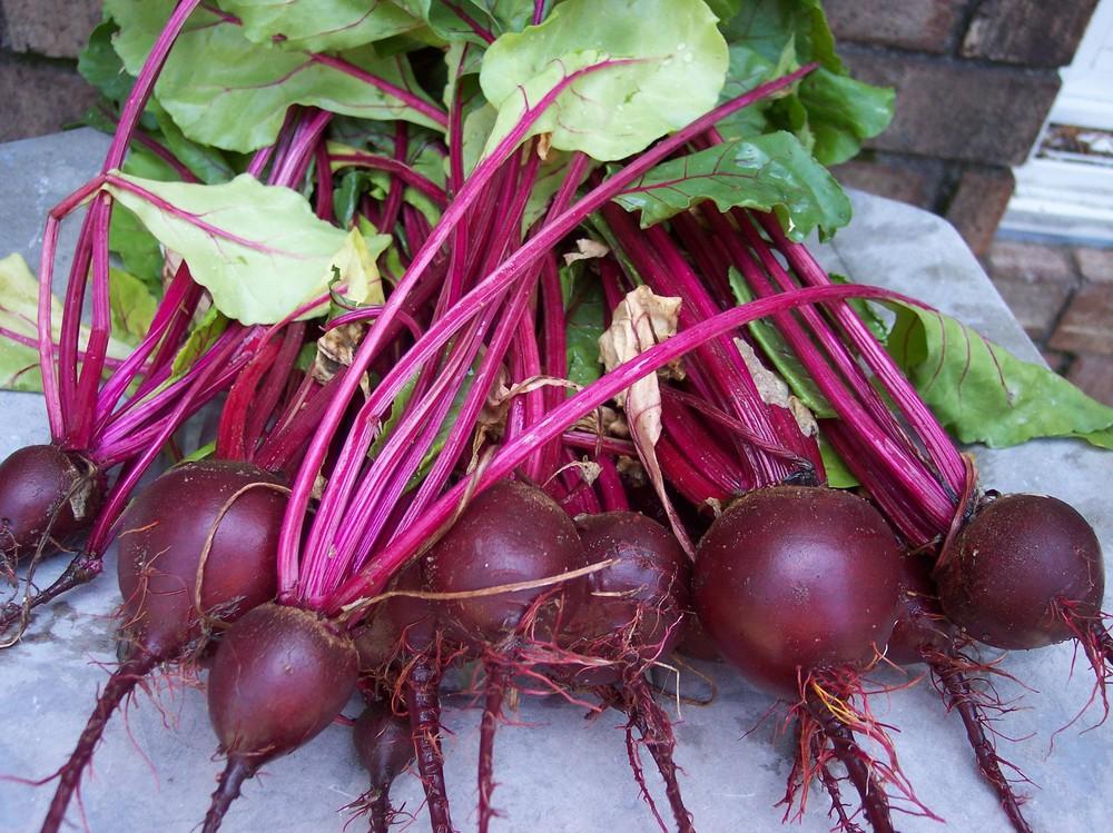 BEETS 'Boro'