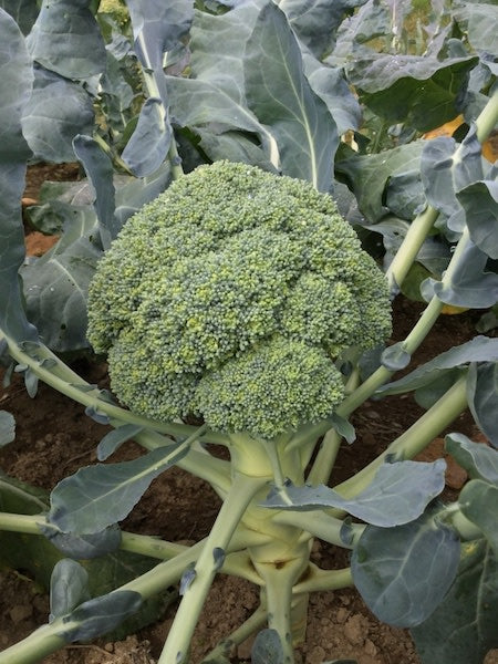 BROCCOLI 'Millennium'