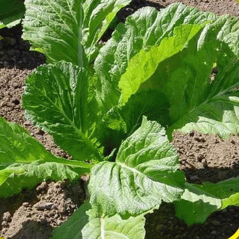 MUSTARD GREENS 'Carolina Broadleaf'