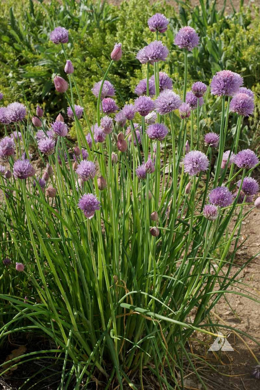 CHIVES --Allium schoenoprasum--