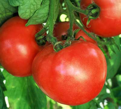 TOMATO 'Early Wonder'