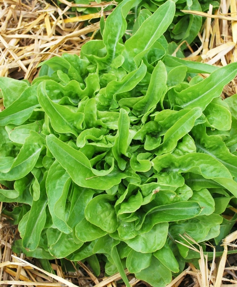 LETTUCE 'Elf Ears Oak'