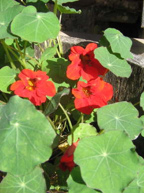 NASTURTIUM 'Empress of India' --Tropaeolum majus--