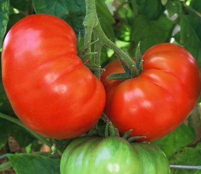 TOMATO 'Fireworks'