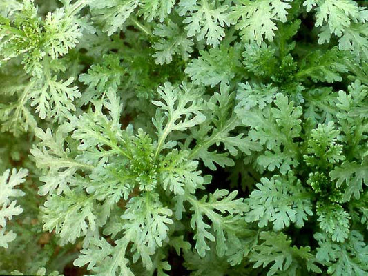 ASIAN GREENS 'Garland Serrated Chrysanthemum'