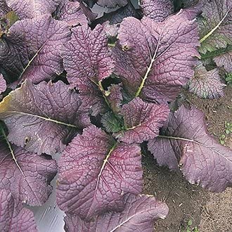 MUSTARD GREENS 'Garnet Giant'