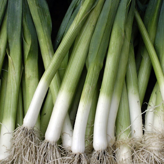 LEEK 'King Richard' --Allium porrum--
