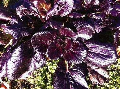 ASIAN GREENS 'Lady Murasaki'