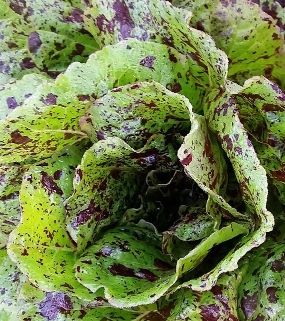 LETTUCE 'Mayan Jaguar'