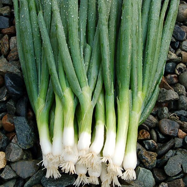 ONION 'Parade Bunching' --Allium fistulosum--