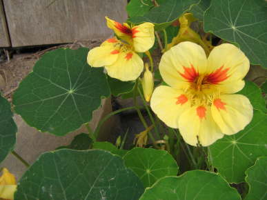 NASTURTIUM 'Peach Melba' --Tropaeolum minus--