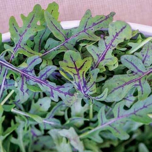 ARUGULA 'Purple Stemmed' --Eruca vesicaria--