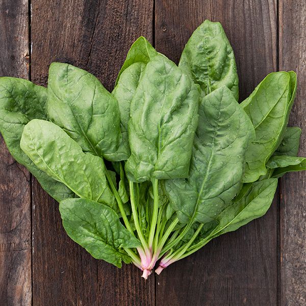 SPINACH 'Renegade'