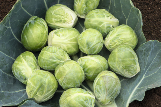 BRUSSELS SPROUT 'Speedia'