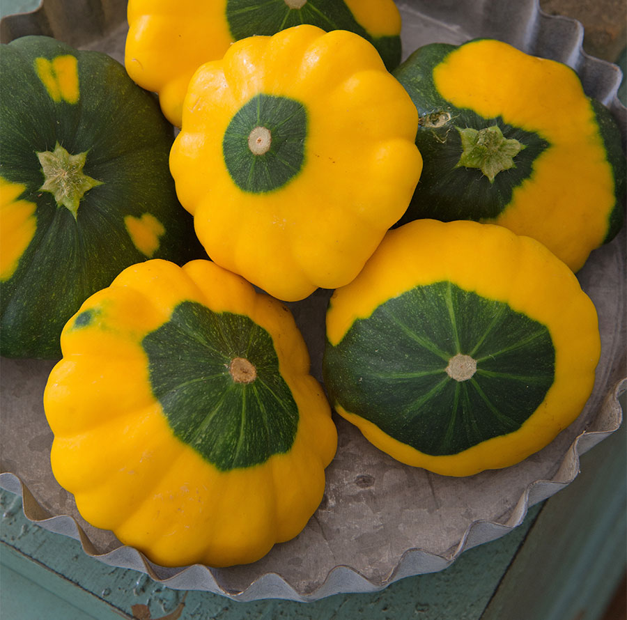SQUASH 'Sunburst Pattypan'