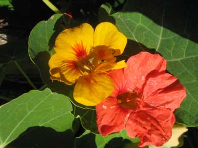 NASTURTIUM 'Tall Climbing' --Tropaeolum majus--