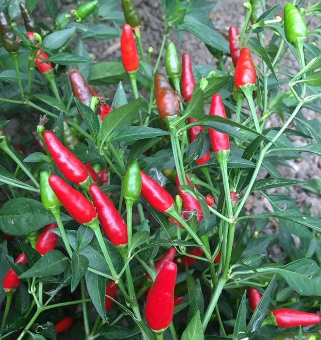 PEPPER 'Thai Hot'