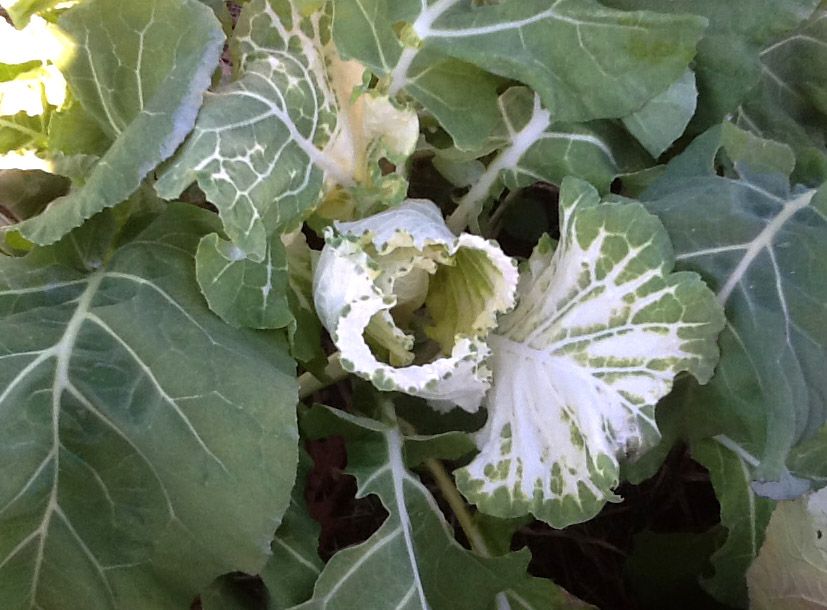 COLLARDS 'Variegated'