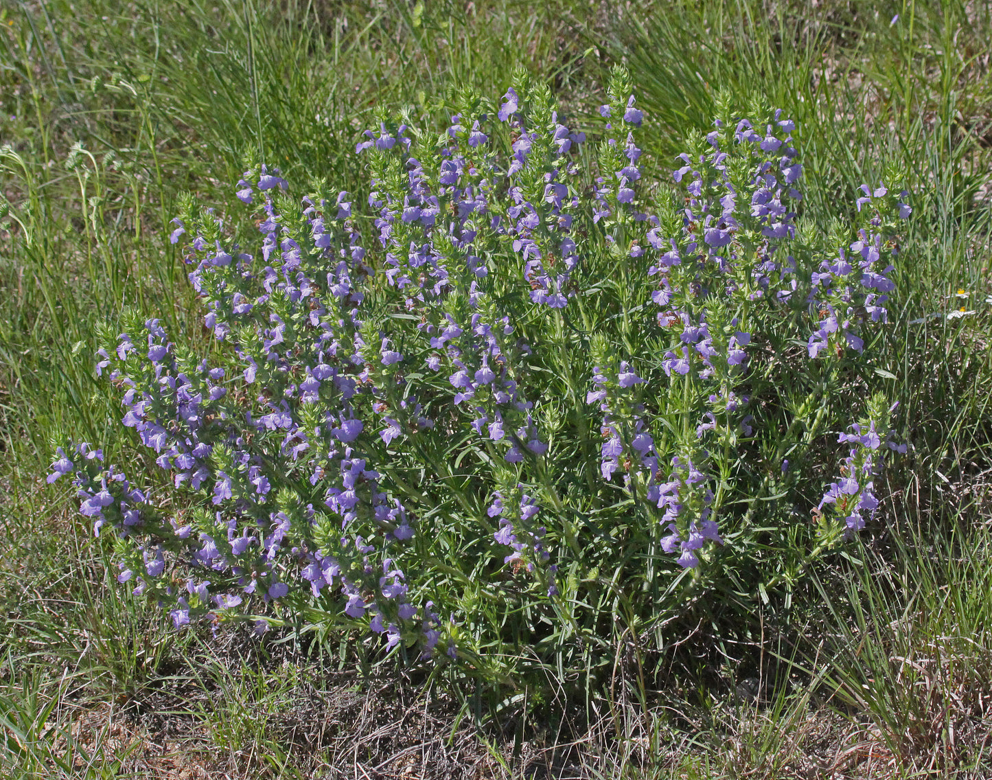 Salvia engelmannii --Engelmann's Blue Sage--