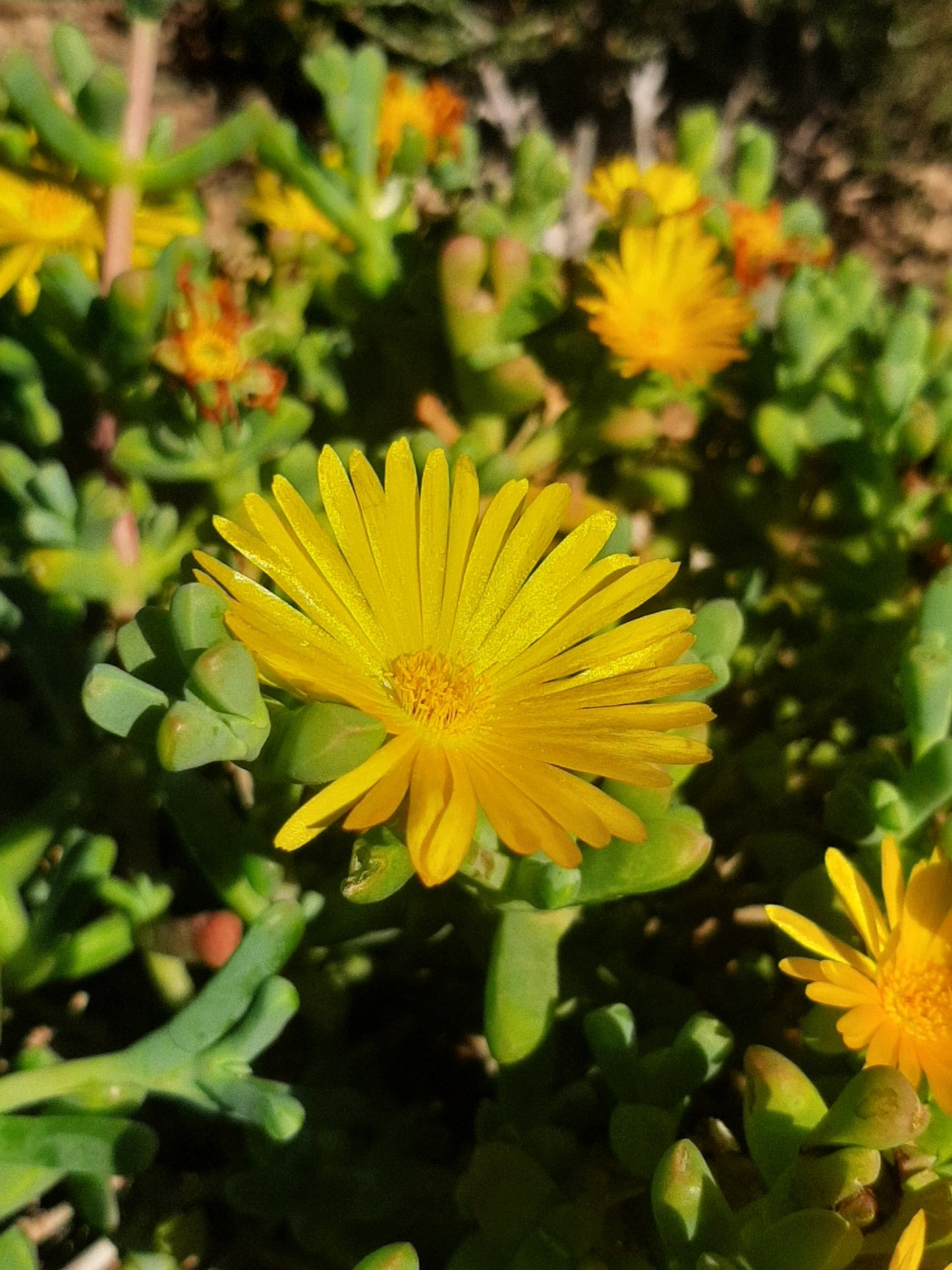 Malephora uitenhagensis --Yellow Ice Plant--