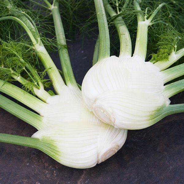 FENNEL 'Orion' --Foeniculum vulgare--