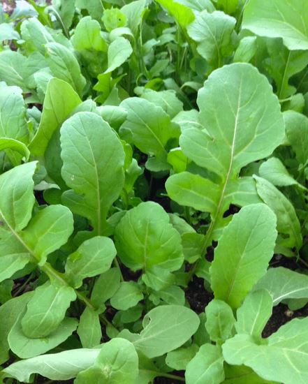 ARUGULA 'Dentellata' --Eruca vesicaria--