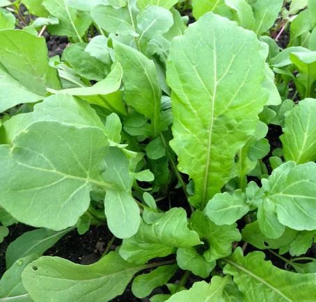 ARUGULA 'Ortolani' --Eruca vesicaria--