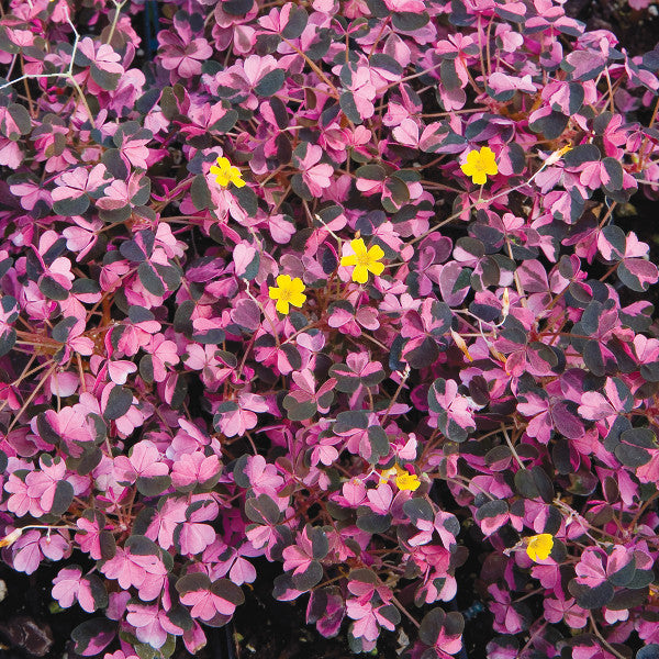 Oxalis 'Plum Crazy'