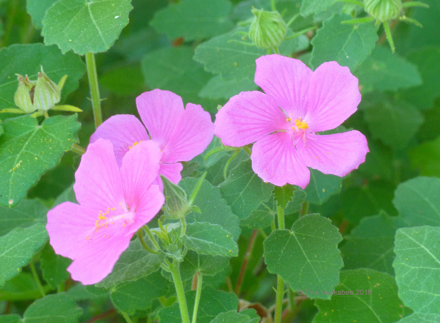 Pavonia lasiopetala --Rock Rose--