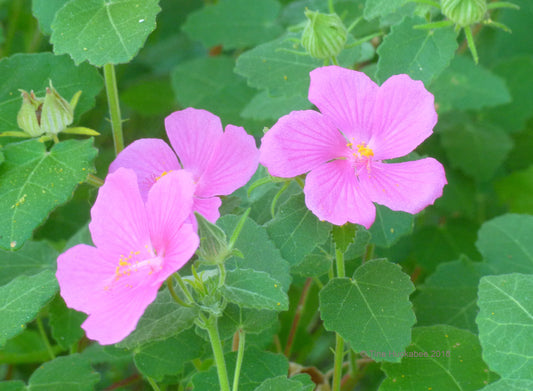 Pavonia lasiopetala --Rock Rose--