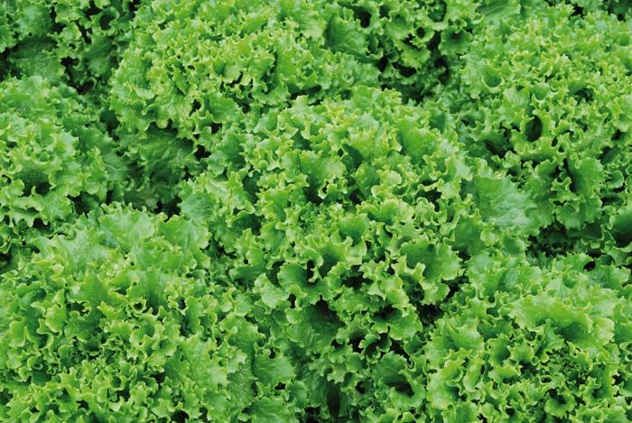 LETTUCE 'Bergam's Green'