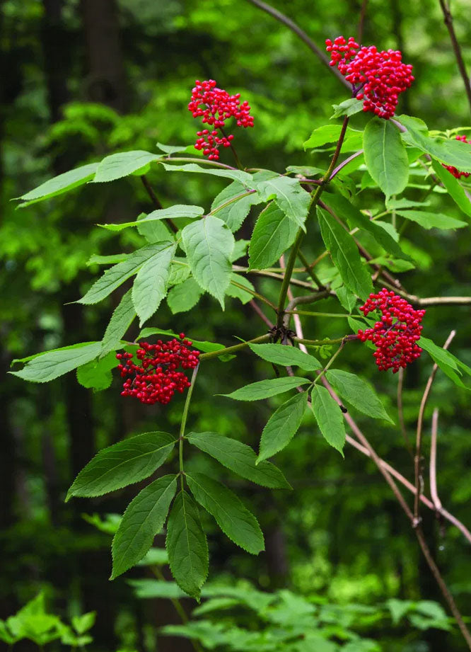 ELDERBERRY 'Pacific Red' --Sambucus racemosa--