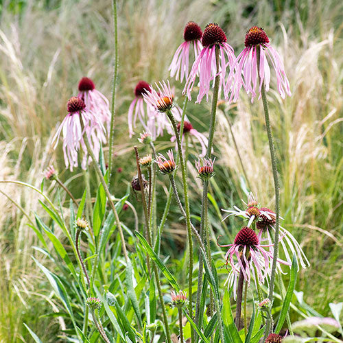CONEFLOWER 'Pale Purple' --Echinacea pallida--